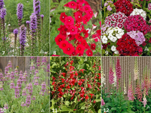 Load image into Gallery viewer, Scatter Garden - Hummingbird