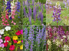 Load image into Gallery viewer, Scatter Garden - Hummingbird