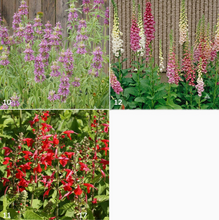 Load image into Gallery viewer, Garden Sprinkles - Choose Variety