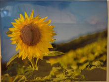 Load image into Gallery viewer, Notecards by Cheryl Van Stockum - Choose Your Favorite Photos