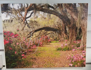"Azalea at Magnolia Plantation" by Charles Wallace